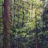 Cape Woods, 24" x18" -  $1800