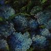 Hydrangeas, 12 " x 12" -  $600